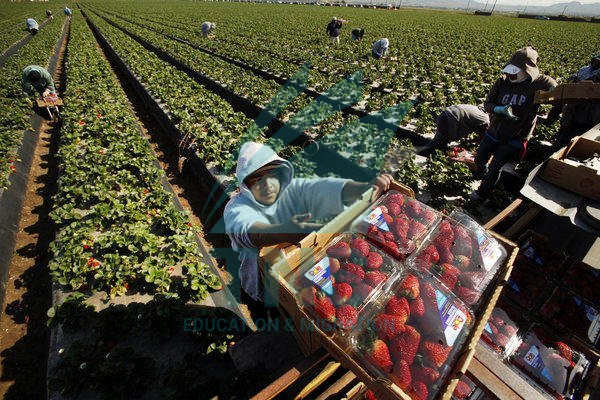 Lý do làm nông nghiệp ở Úc lại vất vả