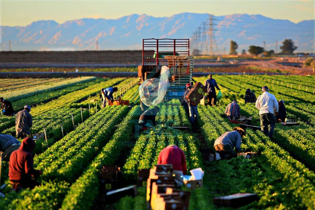 Đối tượng nên và không nên làm nông nghiệp ở Úc