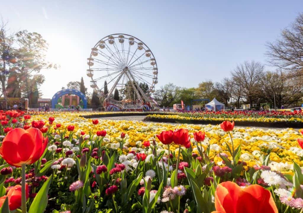 le-hoi-hoa-tulip-Floriade