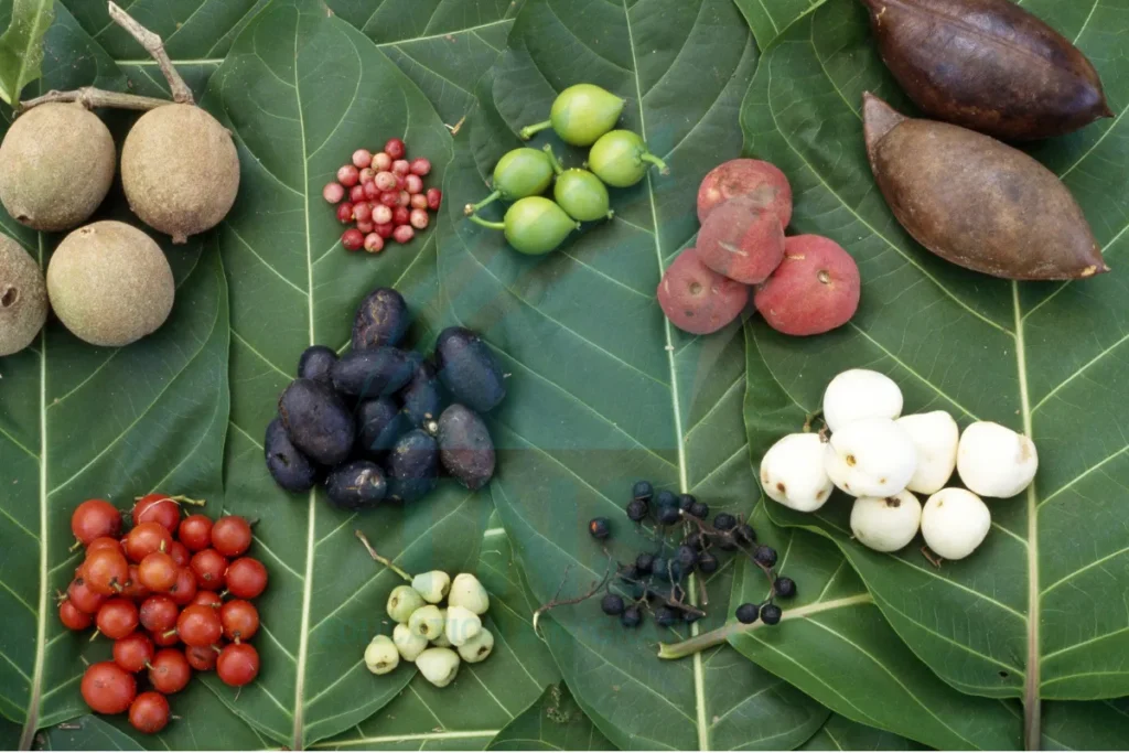 Bush Tucker với quả dại, nhộng và nguyên liệu hoang dã