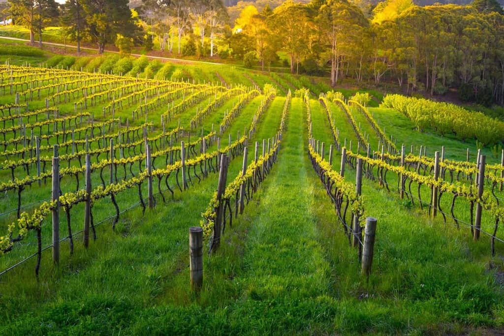 Thung lũng rượu Barossa