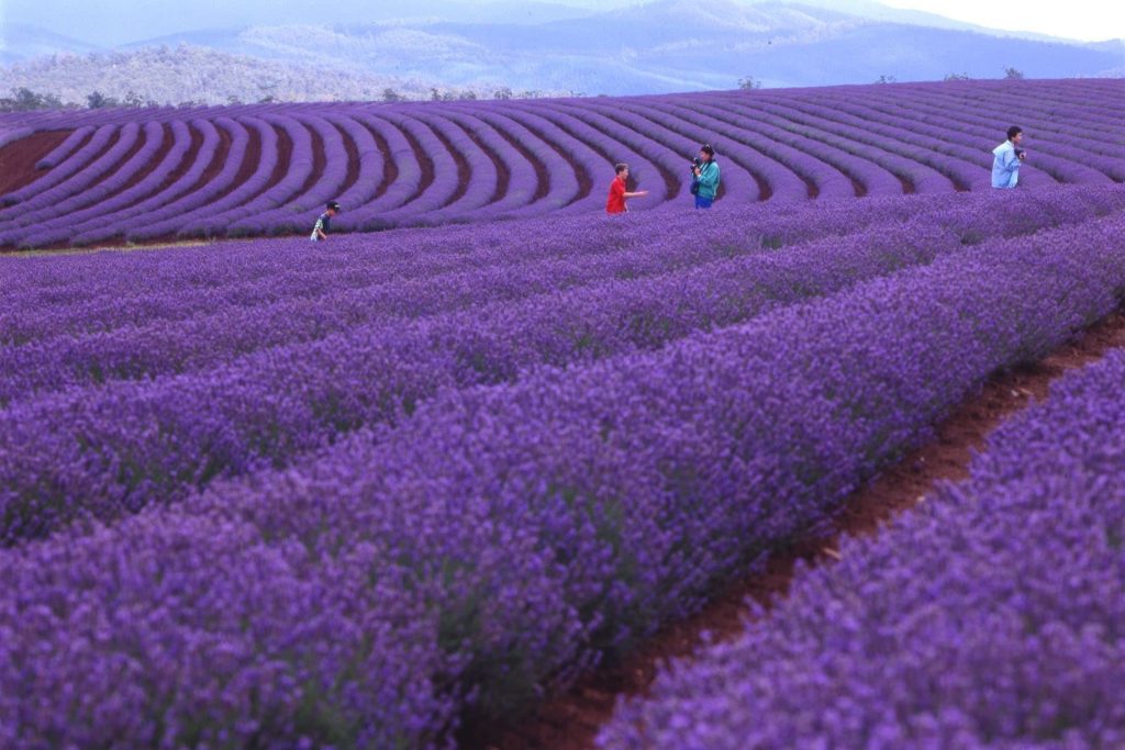 Trang trại hoa oải hương Bridestowe Lavender Estate