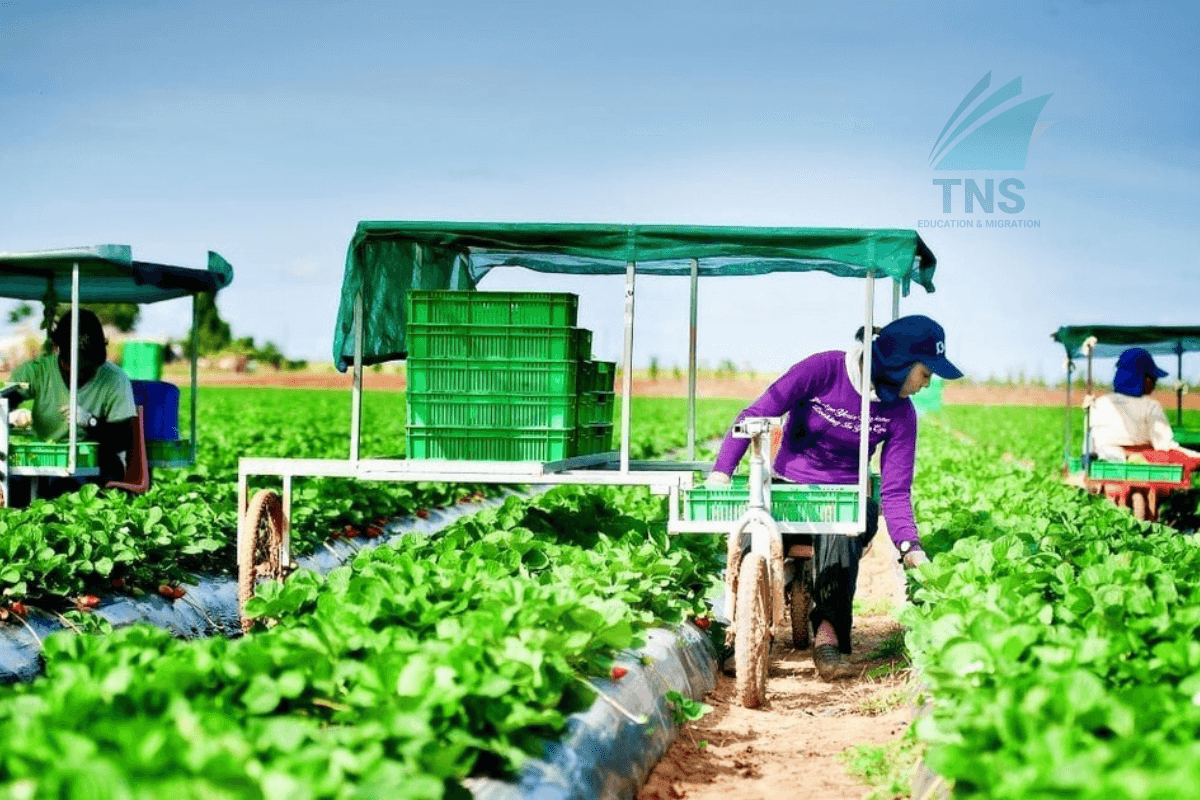 Lao động Việt Nam làm việc trong dây chuyền chế biến thực phẩm theo chương trình PALM tại Úc. xuất khẩu lao động úc có những ngành nào
